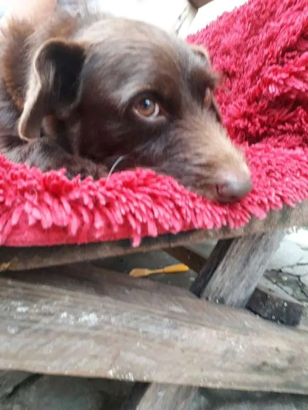 Cachorro ra a Srd idade 1 ano nome Joao