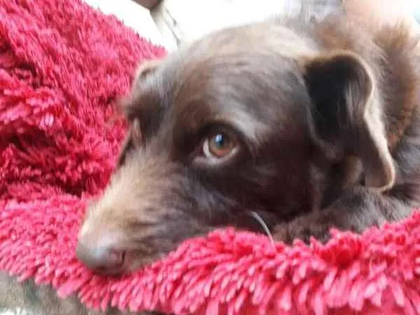 Cachorro ra a Srd idade 1 ano nome Joao