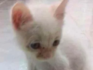 Gato raça gato idade Abaixo de 2 meses nome Branquinho