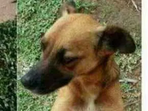 Cachorro ra a Sem raça definida idade 4 anos nome Duck