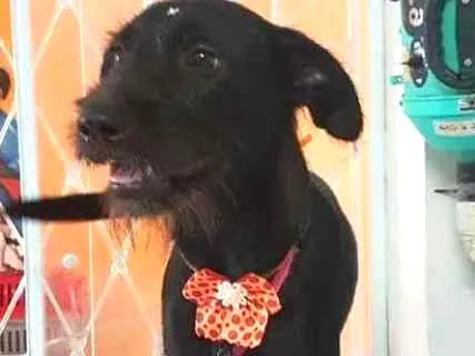 Cachorro ra a Sem raça definida idade 1 ano nome Beth