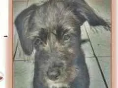 Cachorro ra a Sem raça definida idade 2 a 6 meses nome Toddy