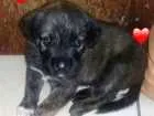 Cachorro raça RCD idade Abaixo de 2 meses nome filhotes 