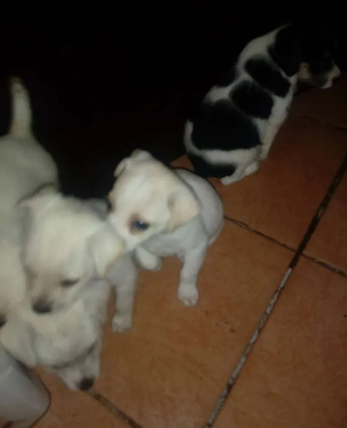 Cachorro ra a Indefinida idade Abaixo de 2 meses nome Sem nome