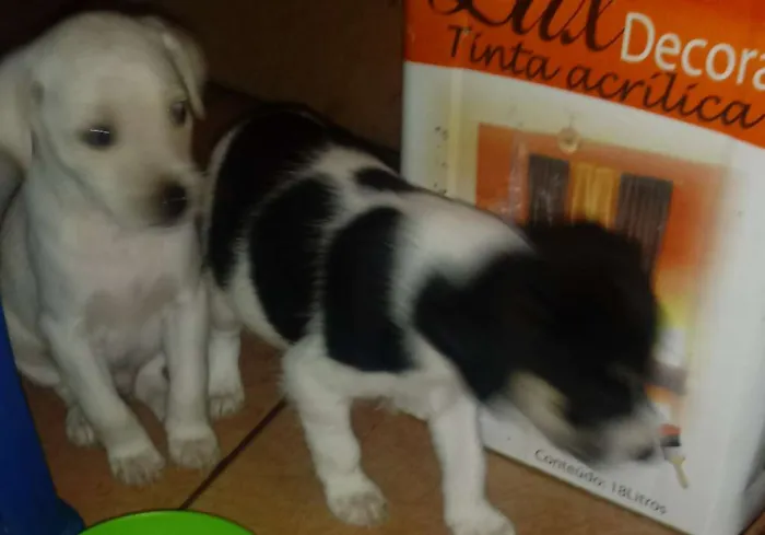 Cachorro ra a Indefinida idade Abaixo de 2 meses nome Sem nome