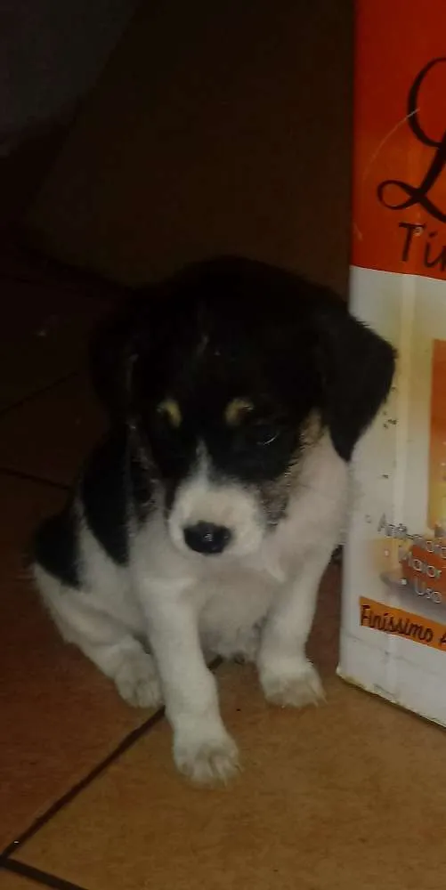 Cachorro ra a Indefinida idade Abaixo de 2 meses nome Sem nome