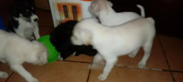 Cachorro ra a Indefinida idade Abaixo de 2 meses nome Sem nome