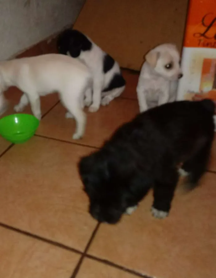 Cachorro ra a Indefinida idade Abaixo de 2 meses nome Sem nome