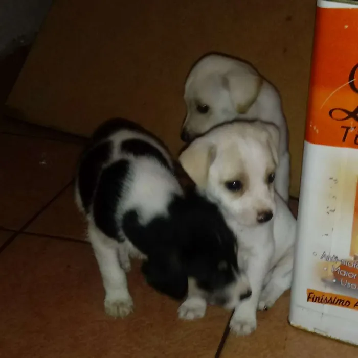 Cachorro ra a Indefinida idade Abaixo de 2 meses nome Sem nome