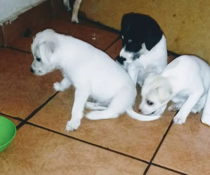 Cachorro ra a Indefinida idade Abaixo de 2 meses nome Sem nome