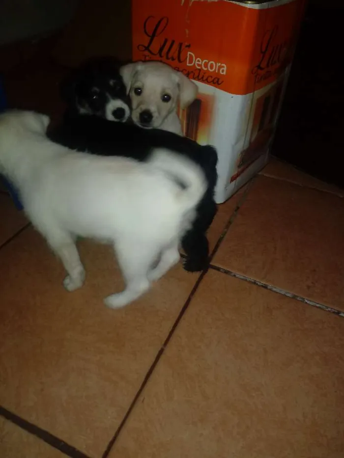 Cachorro ra a Indefinida idade Abaixo de 2 meses nome Sem nome