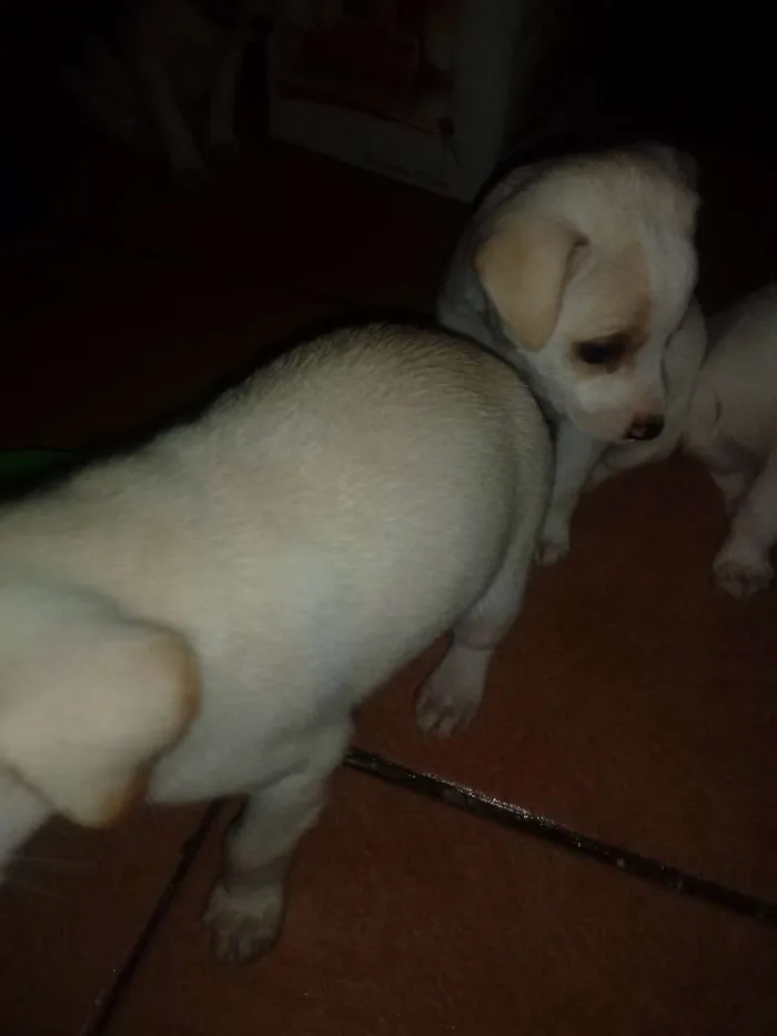 Cachorro ra a Indefinida idade Abaixo de 2 meses nome Sem nome