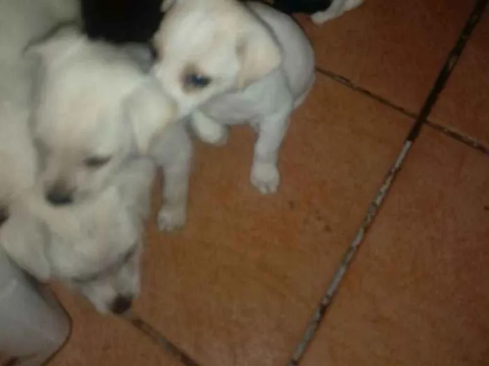 Cachorro ra a Indefinida idade Abaixo de 2 meses nome Sem nome