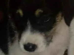 Cachorro ra a Indefinida idade Abaixo de 2 meses nome Sem nome