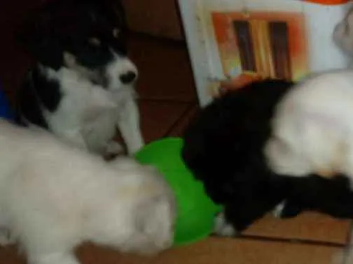 Cachorro ra a Indefinida idade Abaixo de 2 meses nome Sem nome