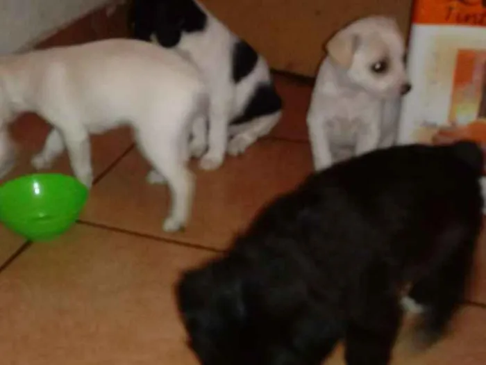 Cachorro ra a Indefinida idade Abaixo de 2 meses nome Sem nome