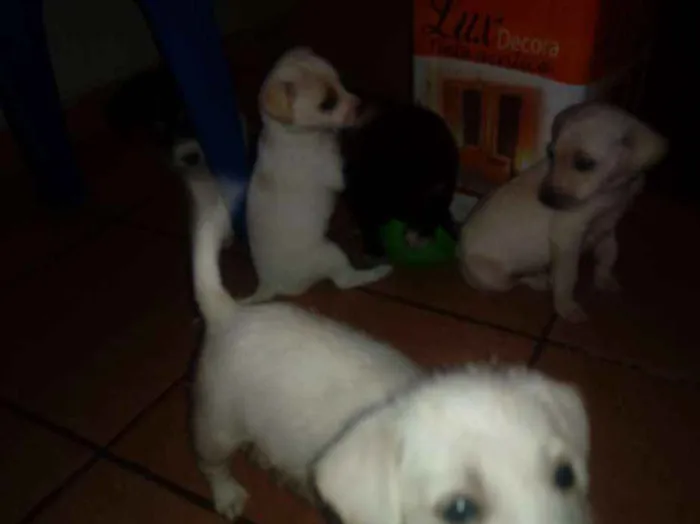 Cachorro ra a Indefinida idade Abaixo de 2 meses nome Sem nome