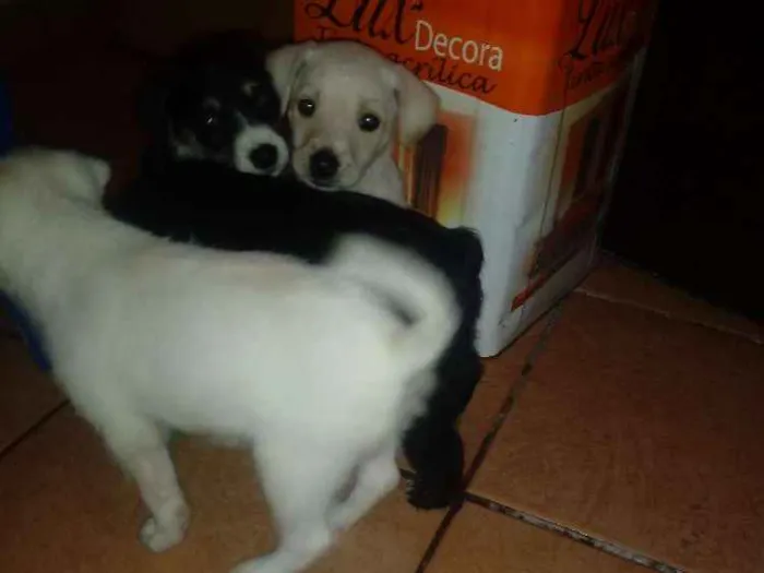 Cachorro ra a Indefinida idade Abaixo de 2 meses nome Sem nome