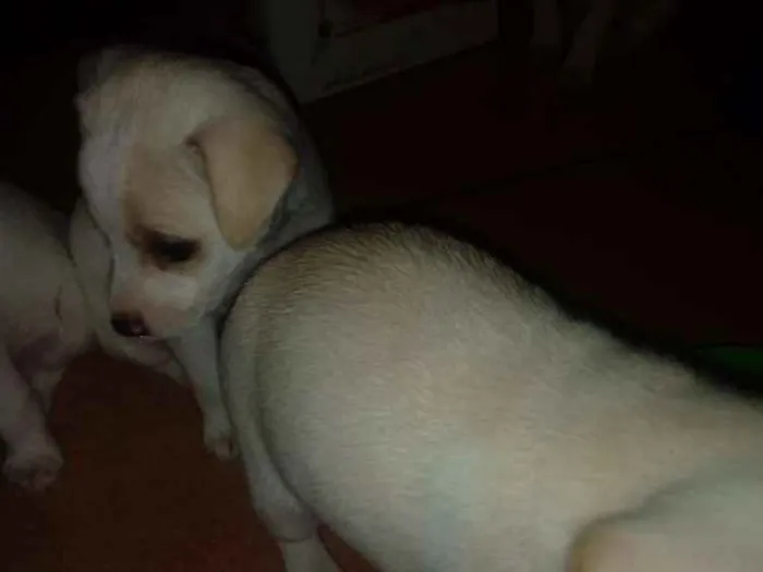 Cachorro ra a Indefinida idade Abaixo de 2 meses nome Sem nome