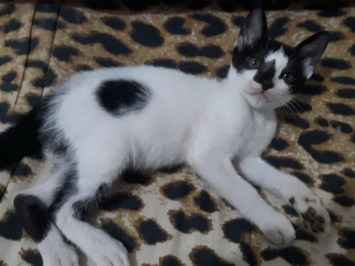 Gato ra a Nenhuma idade 2 a 6 meses nome Charlie, Rimena e Kh