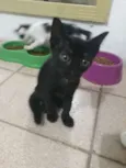 Charlie, Rimena e Kh