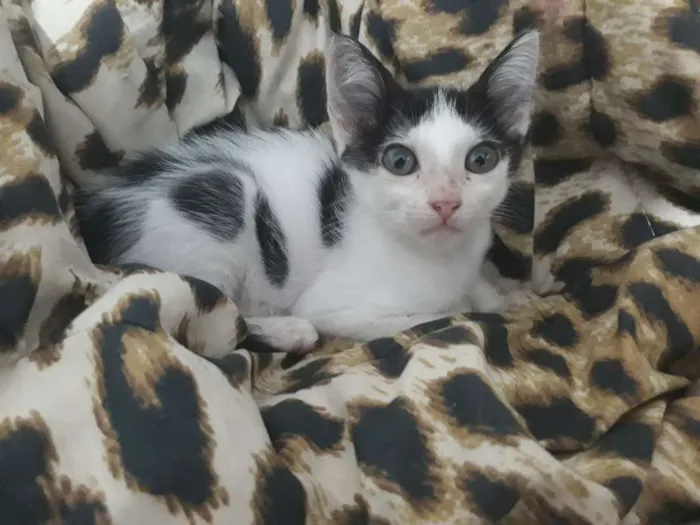Gato ra a Nenhuma idade 2 a 6 meses nome Charlie, Rimena e Kh