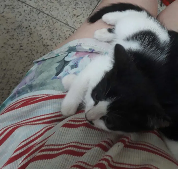 Gato ra a Vira idade 7 a 11 meses nome Ivy