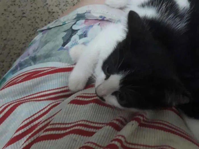 Gato ra a Vira idade 7 a 11 meses nome Ivy