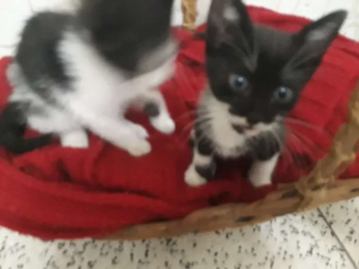 Gato ra a Vira idade 7 a 11 meses nome Ivy
