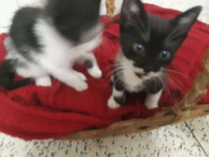 Gato ra a Vira idade 7 a 11 meses nome Ivy