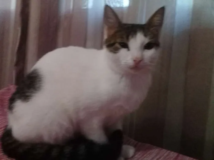 Gato ra a  idade 7 a 11 meses nome Nano