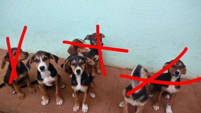 Cachorro ra a Vira lata idade 2 a 6 meses nome Sem nome