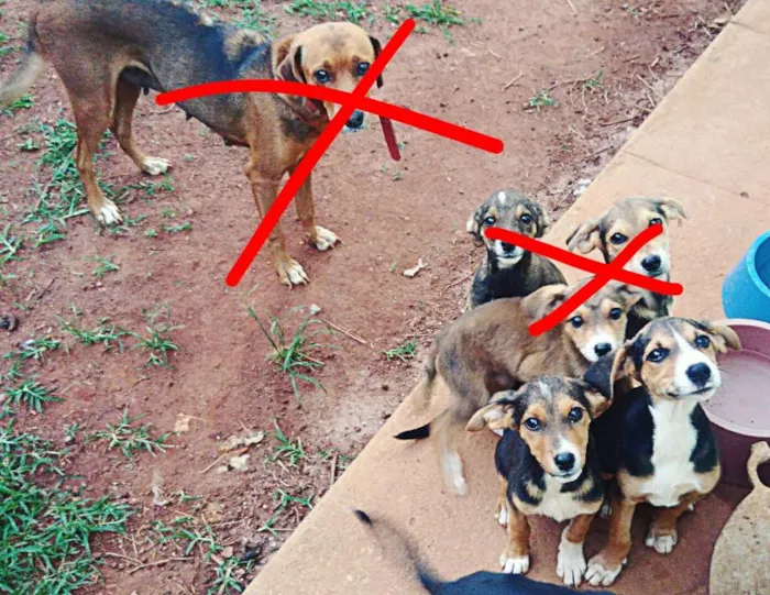 Cachorro ra a Vira lata idade 2 a 6 meses nome Sem nome