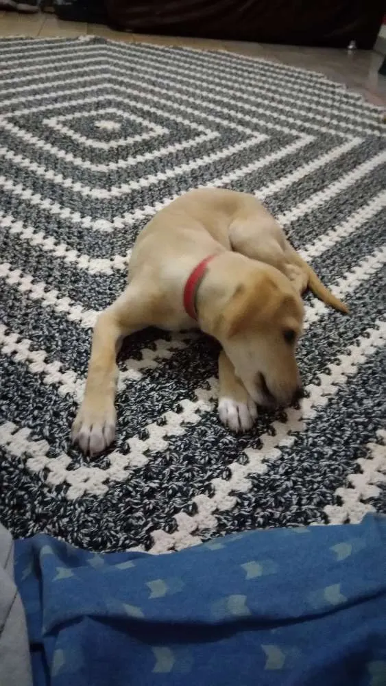 Cachorro ra a Vira lata idade 2 a 6 meses nome Sem nome