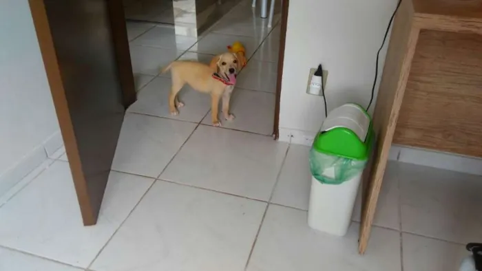 Cachorro ra a Vira lata idade 2 a 6 meses nome Sem nome
