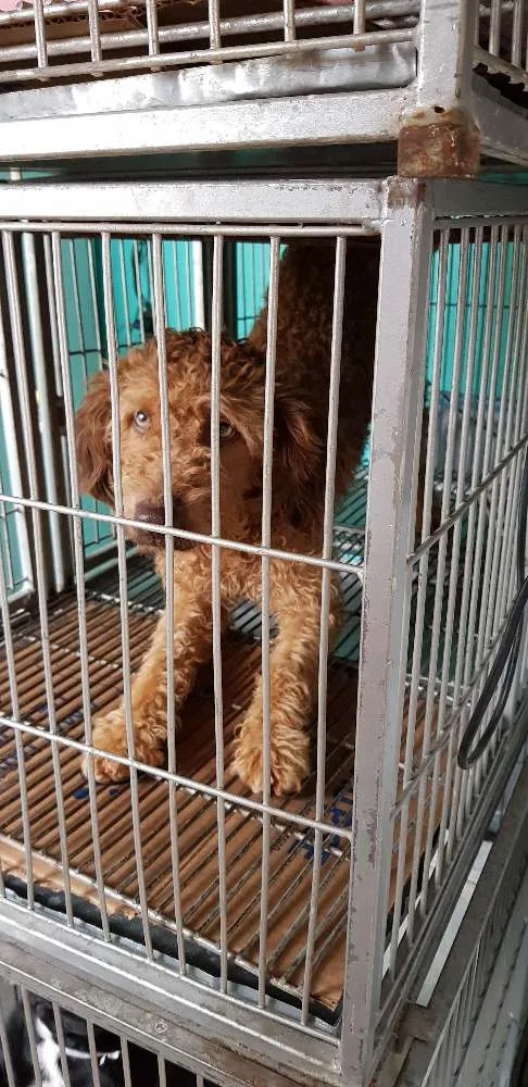 Cachorro raça Poodle idade 1 ano nome Xxxx