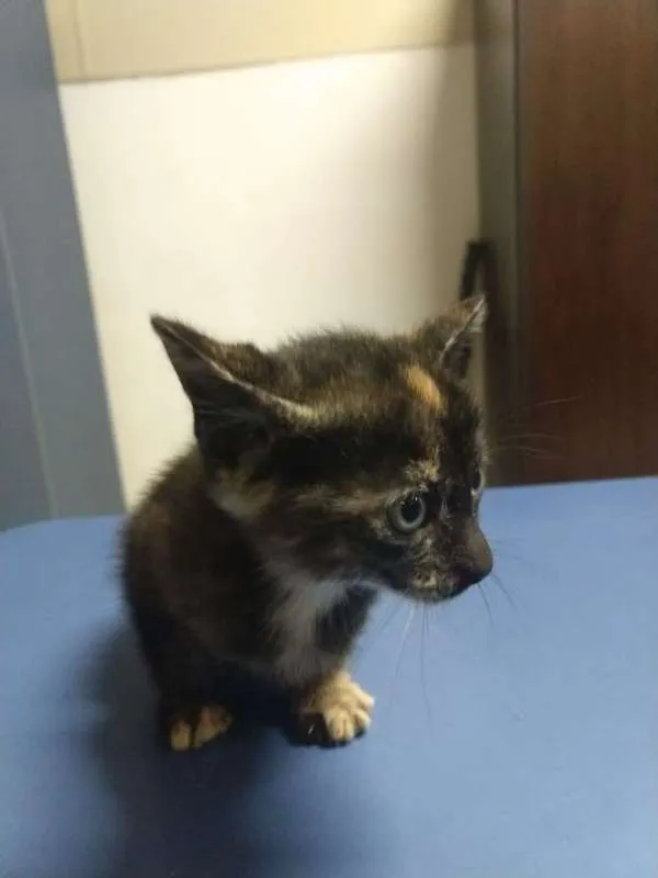 Gato ra a SRD idade Abaixo de 2 meses nome Docinho