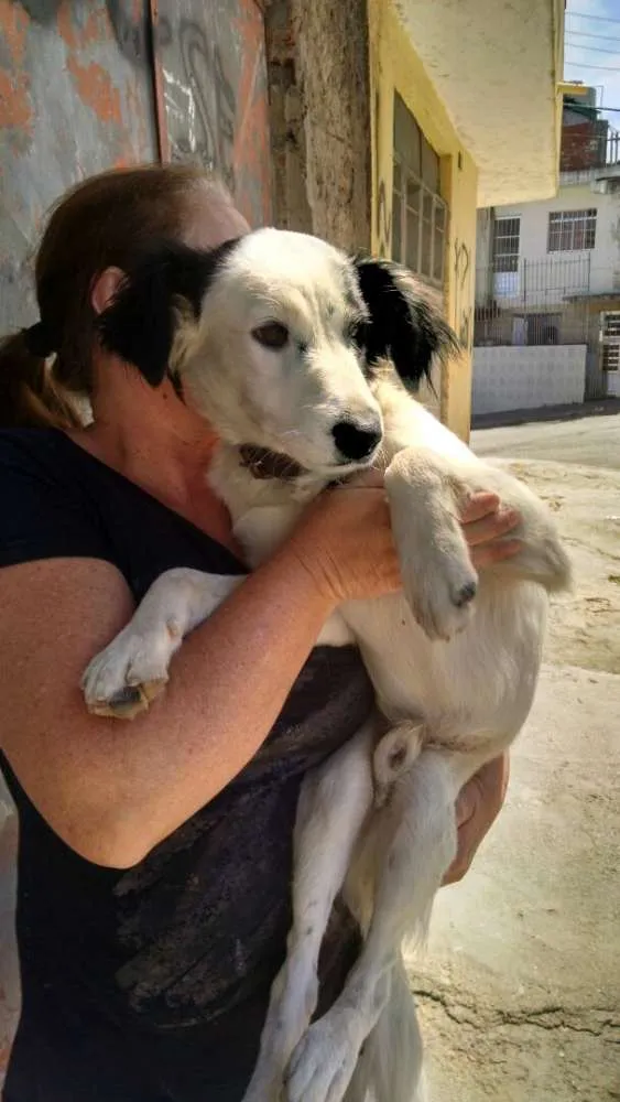 Cachorro ra a Srd idade 7 a 11 meses nome Max
