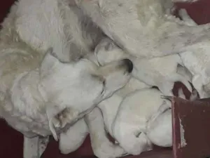 Cachorro raça Mestiça idade 1 ano nome Branquinha