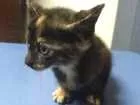 Gato raça SRD idade Abaixo de 2 meses nome Docinho