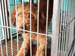Cachorro raça Poodle idade 1 ano nome Xxxx