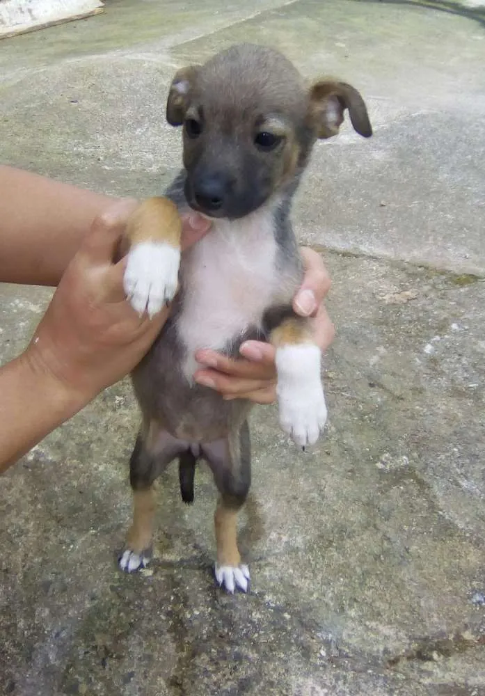 Cachorro ra a Misto idade Abaixo de 2 meses nome Vários