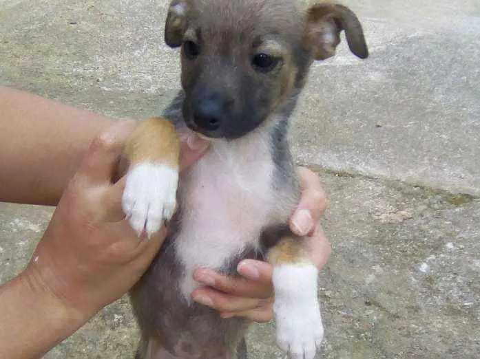 Cachorro ra a Misto idade Abaixo de 2 meses nome Vários