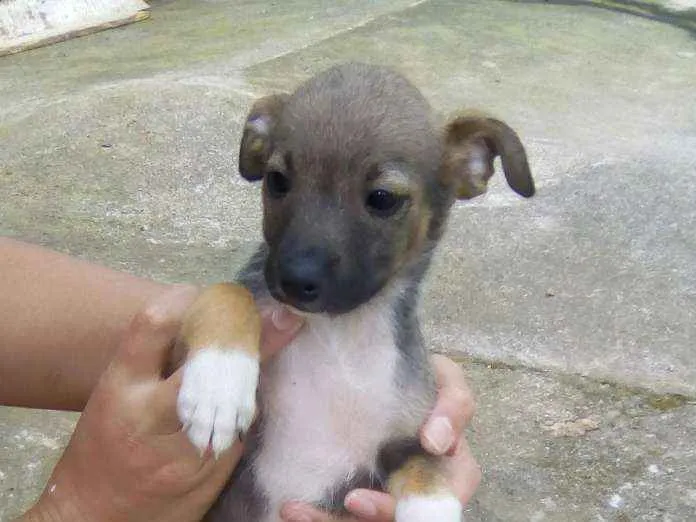 Cachorro ra a Misto idade Abaixo de 2 meses nome Vários