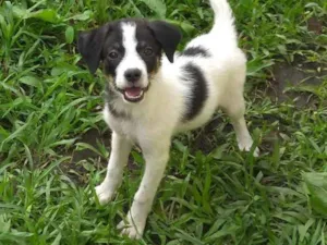 Cachorro raça SRD idade 2 a 6 meses nome Sem nome