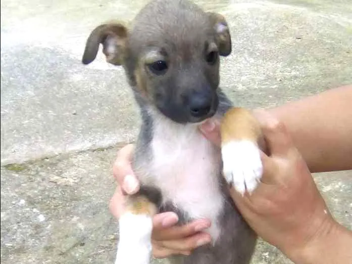 Cachorro ra a Misto idade Abaixo de 2 meses nome Vários