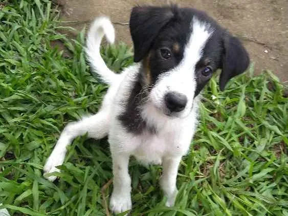 Cachorro ra a SRD idade 2 a 6 meses nome Sem nome