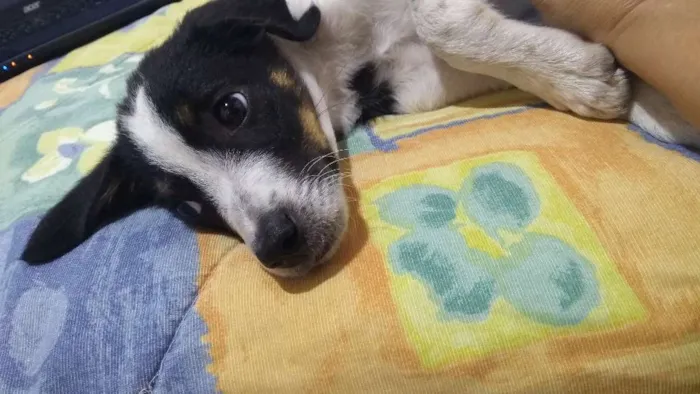 Cachorro ra a SRD idade 2 a 6 meses nome Sem nome