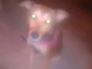 Cachorro raça Viralata idade 2 a 6 meses nome Mel