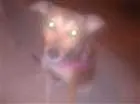 Cachorro raça Viralata idade 2 a 6 meses nome Mel